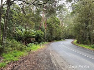 Driving through rainforest in Cape Otway National Park.