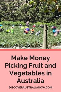 People picking fruit and vegetables to make money as they travel Australia.