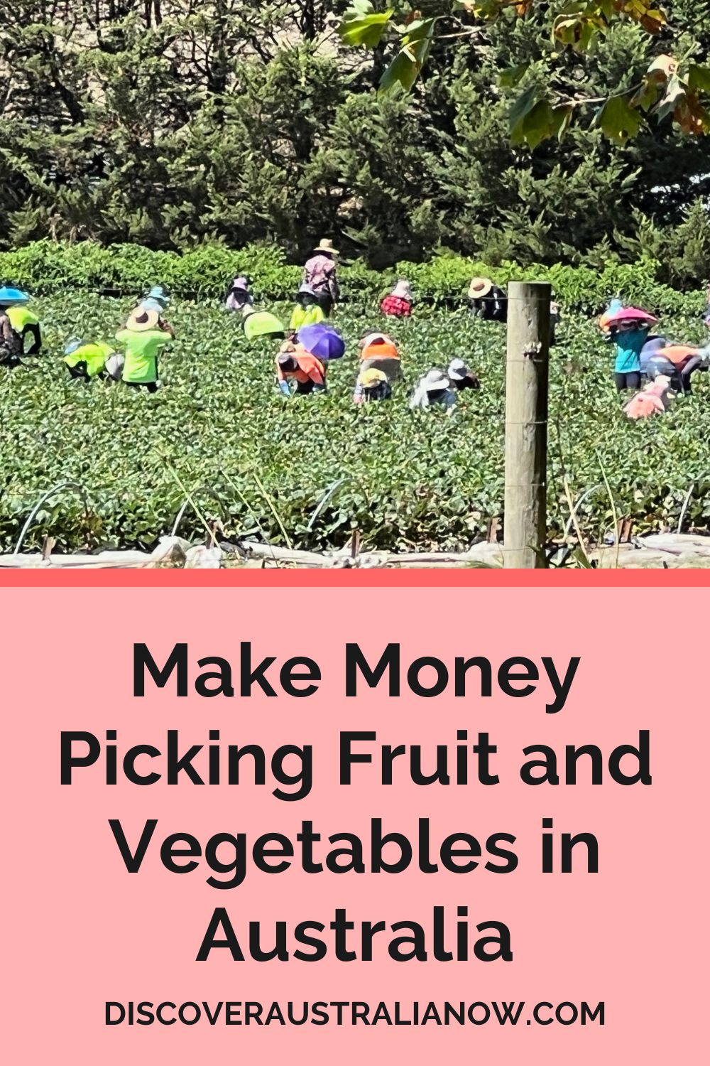 People picking fruit and vegetables to make money as they travel Australia.