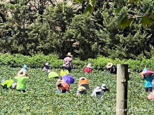 People picking fruit and vegetables in the Yarra Valley.