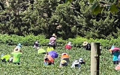 Fruit and Vegetable Picking in Australia