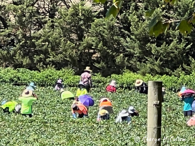 People picking fruit and vegetables in the Yarra Valley.