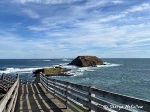 The Nobbies, Phillip Island is a boardwalk showcasing the small island with birdlife and seals off the coast.