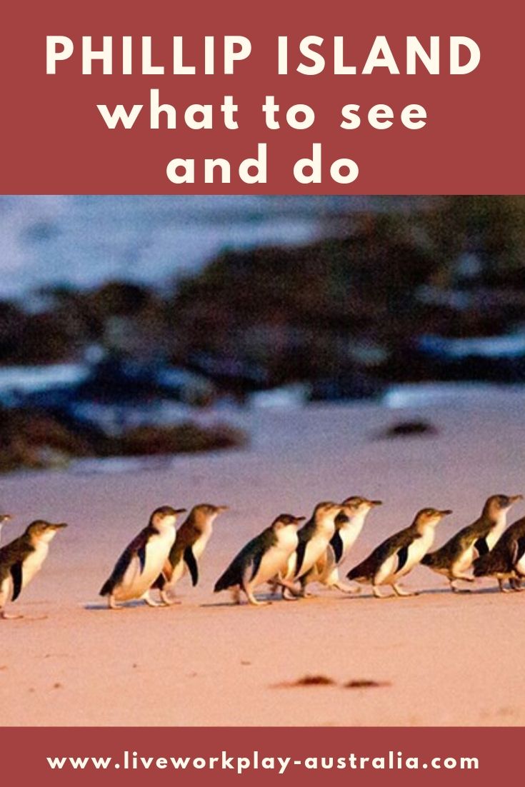 Pinterest Pin Of Fairy Penguins Walking On The Beach After Being At Sea All Day Is A Great Thing To See and Do On Phillip Island.