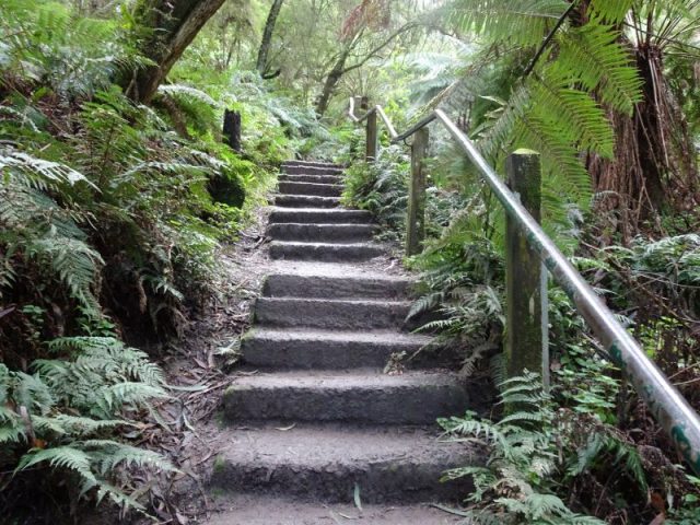 1000 Steps In The Dandenong Ranges. 1000 Steps Made Of Dirt, Concrete And Timber. Some Steep With A Hand Railing And Ferns And Other Rainforest Greenery On Either Side Of The Track.