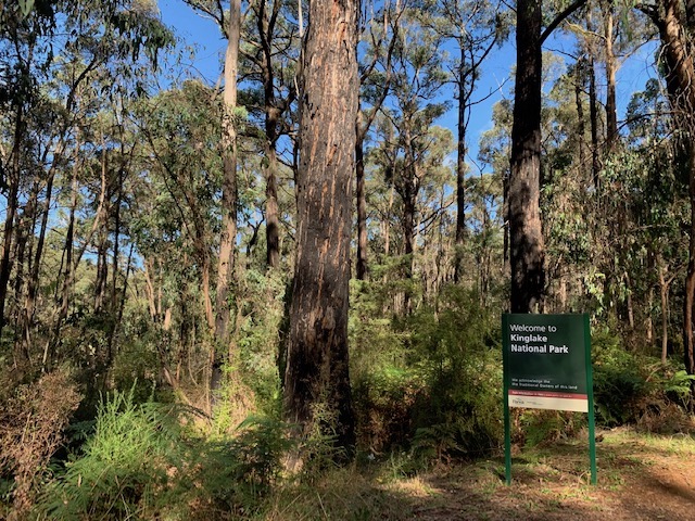 Kinglake National Park Is Home To Tall Trees, Native Flora And Fauna, Waterfalls And Walking Tracks.