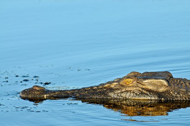 Crocodile Swimming In Waters In Kakadu National Park.