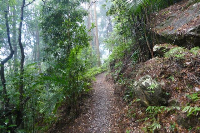 Warrie Circuit In Springbrook Queensland Is A Walk In A Tropical Rainforest. Walk Through A Tropical Rainforest With Ferns And Tall Trees With Many Birds.