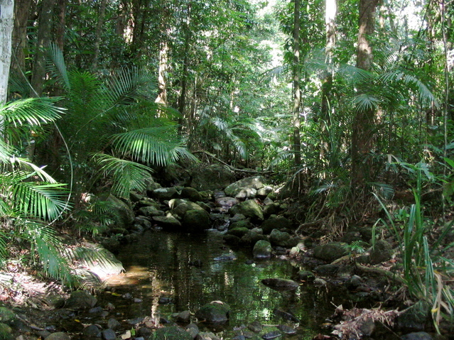 Daintree Forest