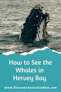 Humpback Whale rising in the waters in Hervey Bay
