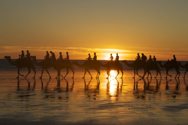 Camels With People Riding Them Along Cable Beach, Broome, Australia at Sunset.