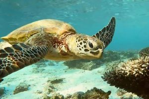See turtles at Exmouth Western Australia.
