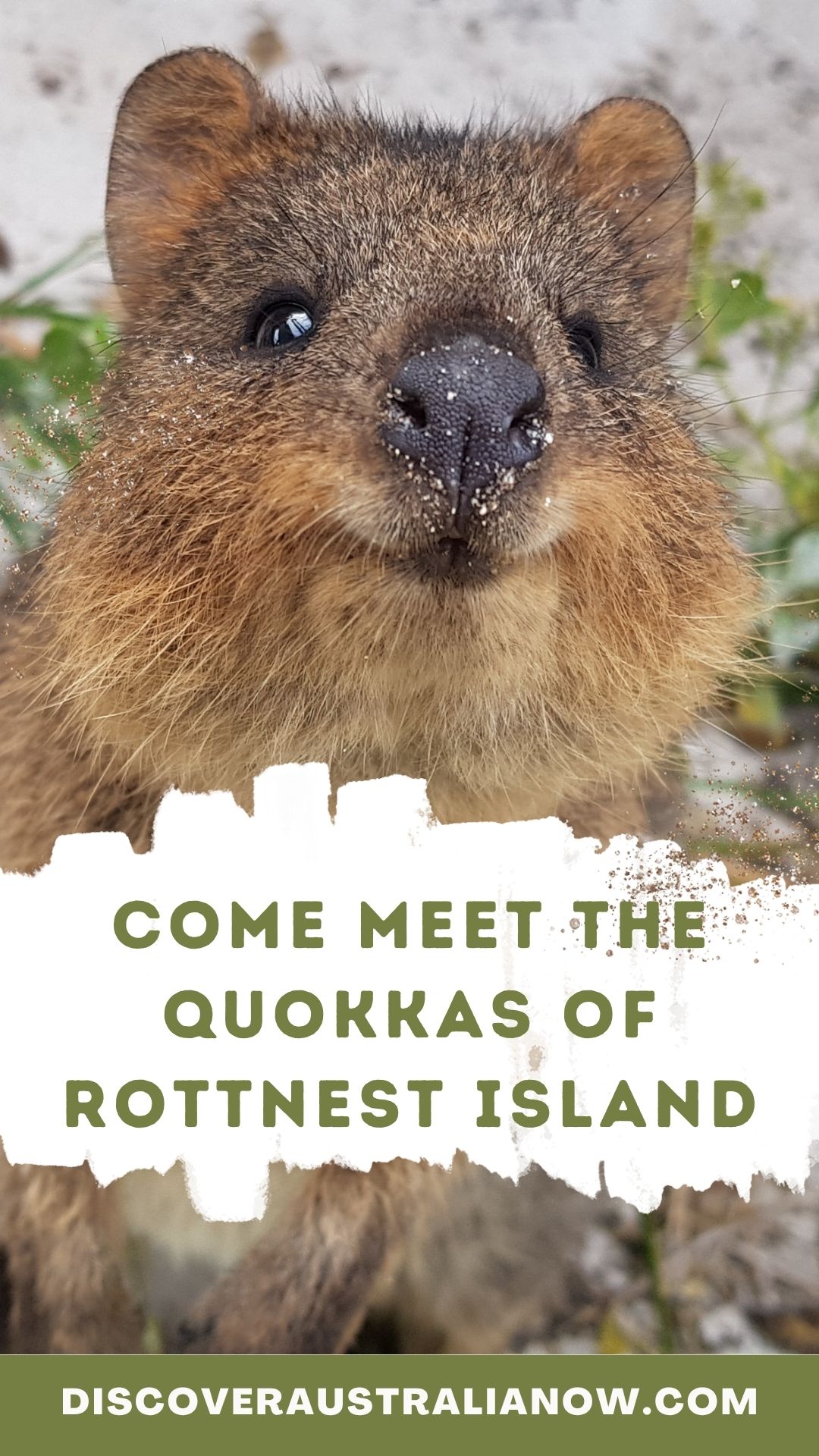 Quokka of Rottnest Island, Western Island