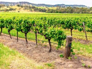Barossa Valley Vineyard With Green Vines.