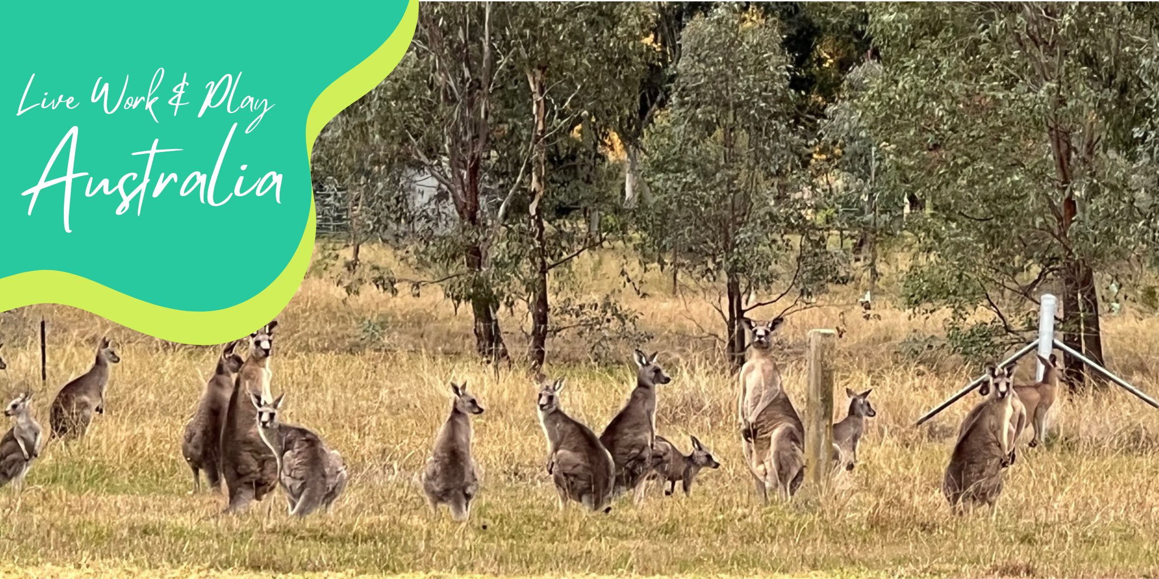 Kangaroos in a paddock in Australia.