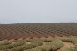 Lavender for miles at Bridestowe Lavender Estate. One of the best things to see and do in Tasmania.