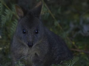 Pademelon (kangaroo) at Ntapu NP in Tasmania.