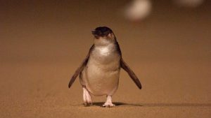 Little Penguin waddling his way up the beach at Summerland Beach, Phillip Island.