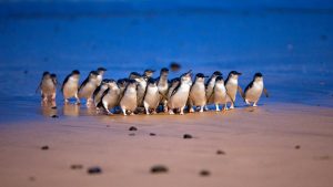 Little Penguins waddle ashore at Phillip Island during the Little Penguin Parade.