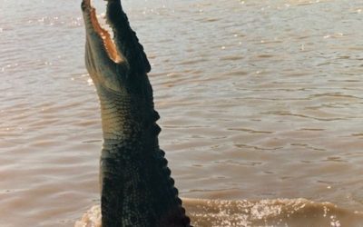 How to See the Jumping Crocodiles in Adelaide River, NT