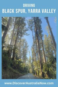 Tall Ash Trees Black Spur Yarra Valley PIN.