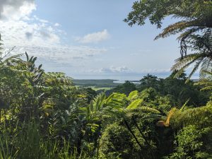 Daintree Rainforest.
