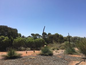 Arid lands gardens in Port August on a road trip in SA.