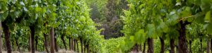 grapes in the vineyards in South Australia.