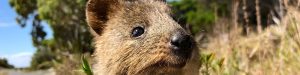 Face of a Quokka in WA Header