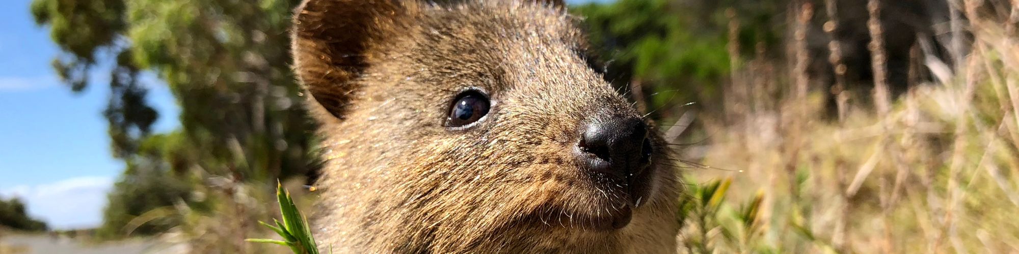 WAHeader25 Face of a Quokka in WA Header