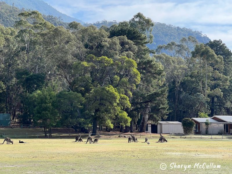 kangaroos eating grass on the Halls Gap cricket ground with Grampians overlooking.