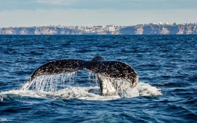 Where to have a Whale of a Time Whale Watching in Sydney