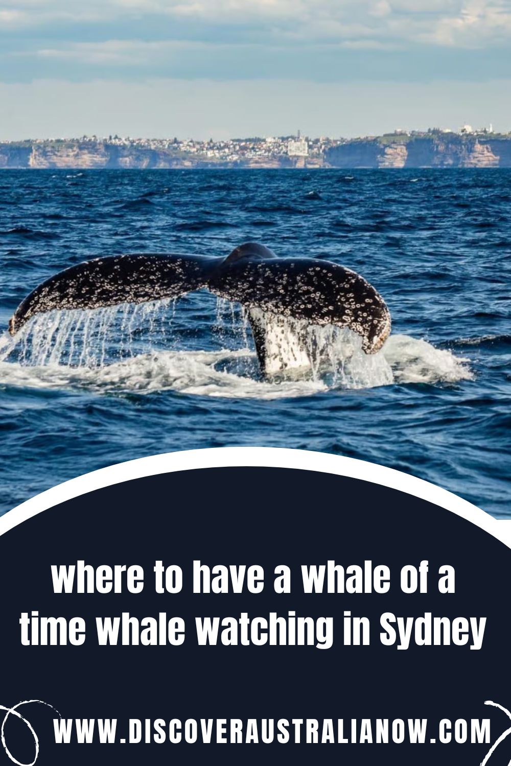 Whale slapping his tail on water outside Sydney Harbour pin.