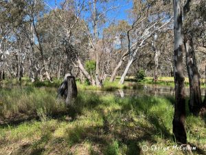 Pleasant Creek, Stawell is a boardwalk along the creek