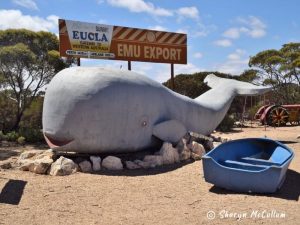 Big Whale at Eucla.