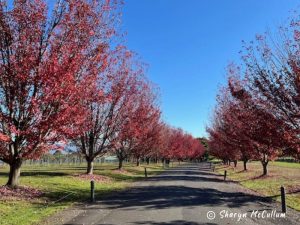 Colourful red leaf trees along the Chandon Australia driveway.
