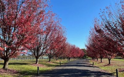 Victoria in Bloom – Where to See the Autumn Colours