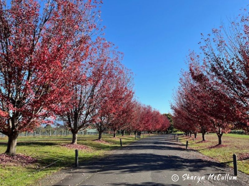 Colourful red leaf trees along the Chandon Australia driveway.