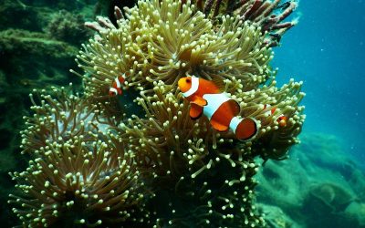 Best Day Trips to Visit the Great Barrier Reef, Queensland