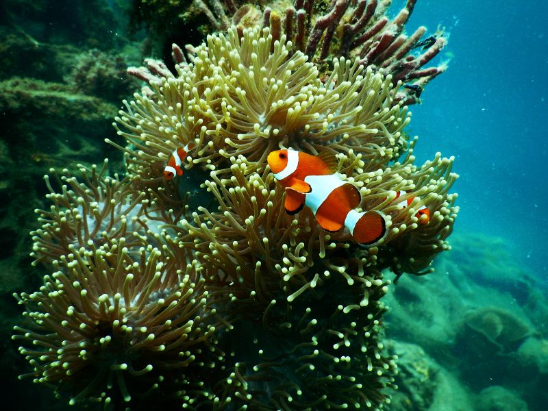 Nemo fish with coral in Great Barrier Reef, Queensland