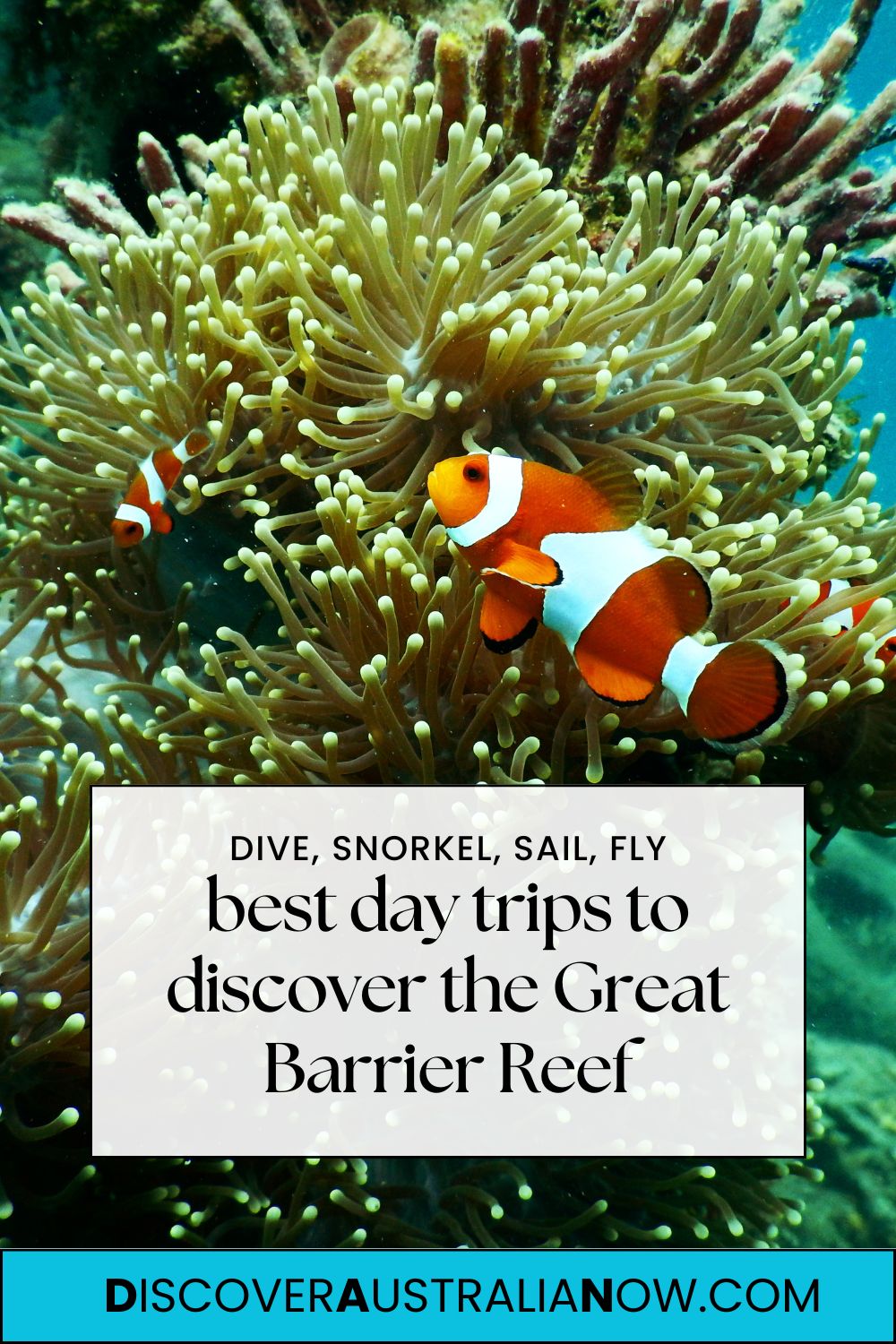 Nemo fish in coral on Great Barrier Reef trips.