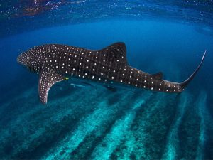 Ningaloo Shark at Ningaloo Reef, WA