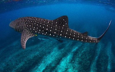 New Ningaloo Booking System Trial