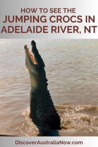 a crocodile jumping for food in Adelaide River, Northern Territory.