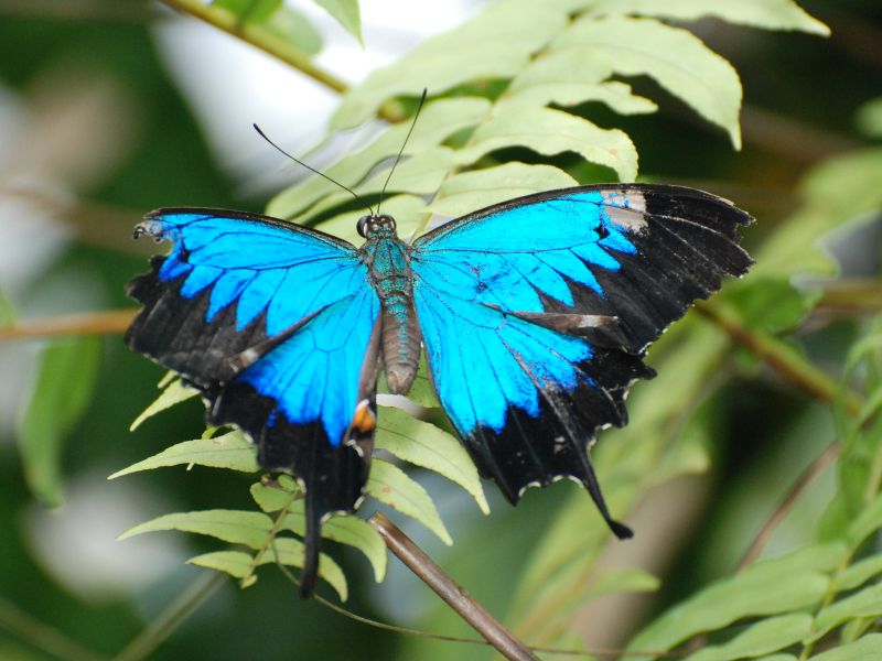 UlyssesButterfly Ulysses Butterfly on Dunk Island.